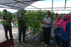PANEN-PERDANA-OLEH-KEPALA-SEKOLAH-Dr.-Abdul-Tedy-M.Pd_